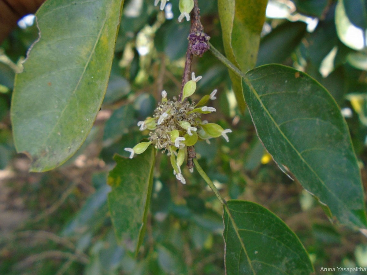 Holoptelea integrifolia (Roxb.) Planch.